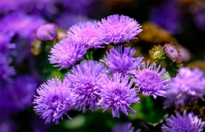 Bunga Ageratum: Si Anggun dan Tak Pernah Tua