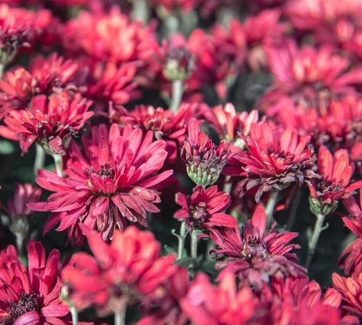 bunga aster krisan