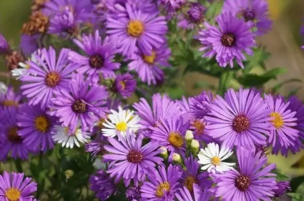 Bunga Aster