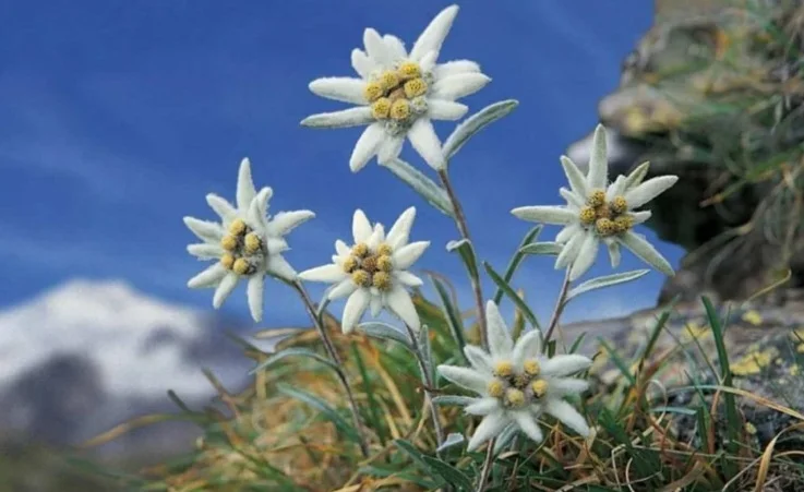 Bunga Edelweis