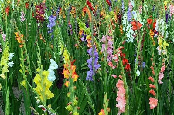 bunga gladiol