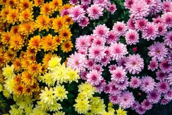 perbedaan bunga aster dan krisan