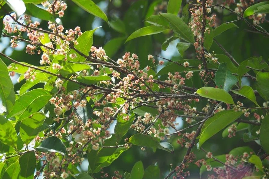 Bunga pohon Salam
