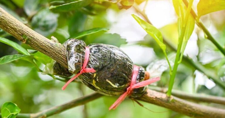 Cara Mencangkok Tanaman yang Baik dan Benar: Panduan Praktis