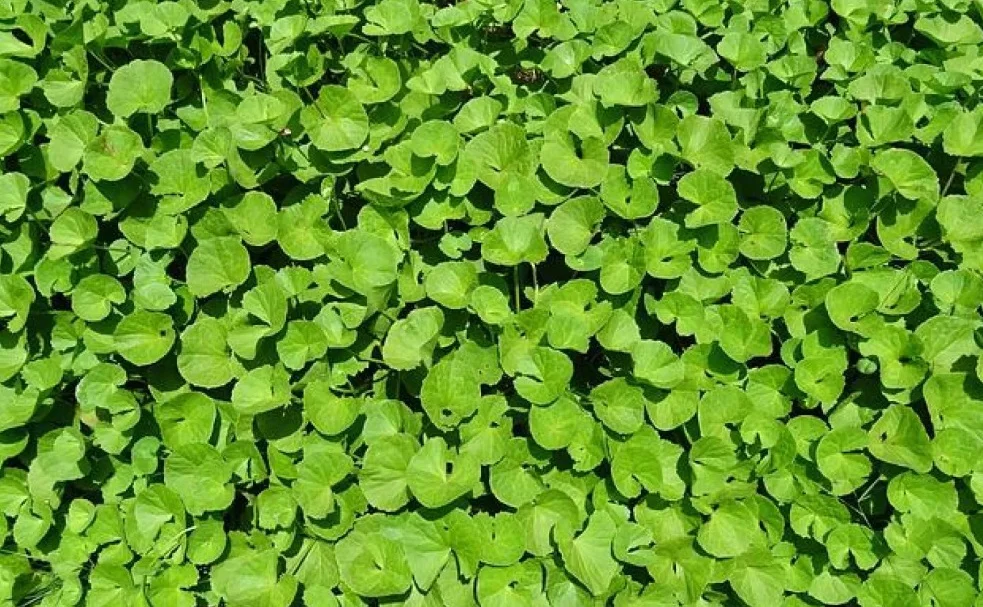 cantella asiatica