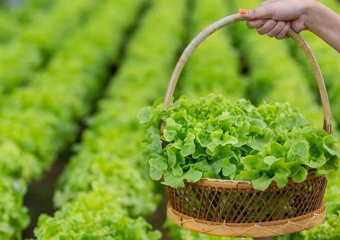 cara berkebun sayur