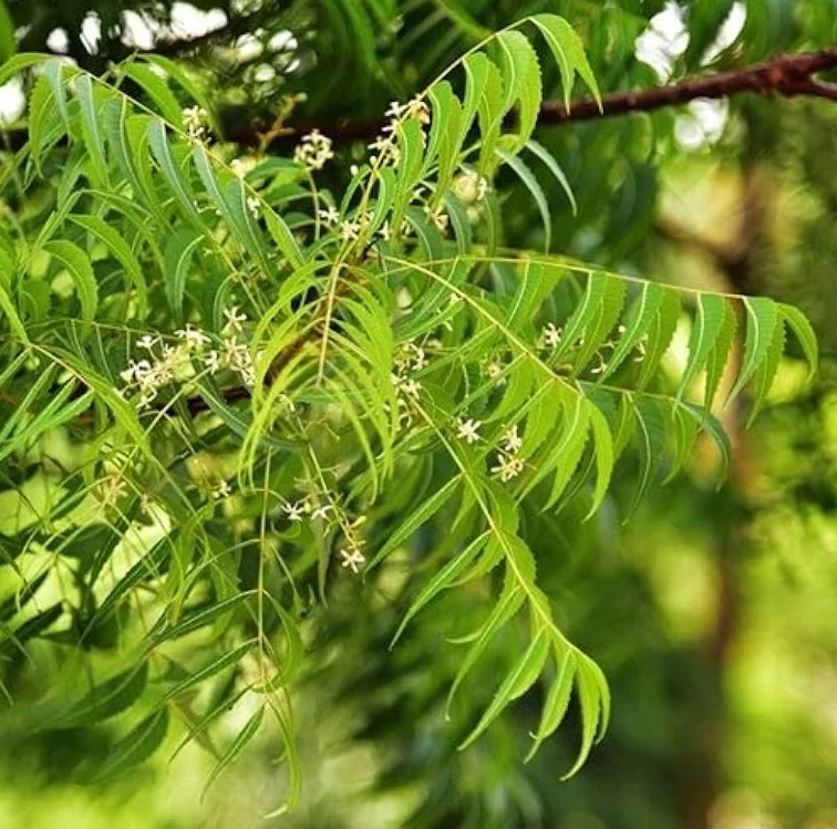 Daun Neem/ Daun Mimba
