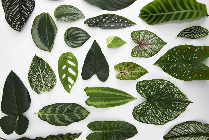 fungsi daun