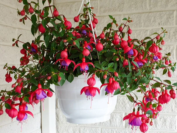 Fuchsia