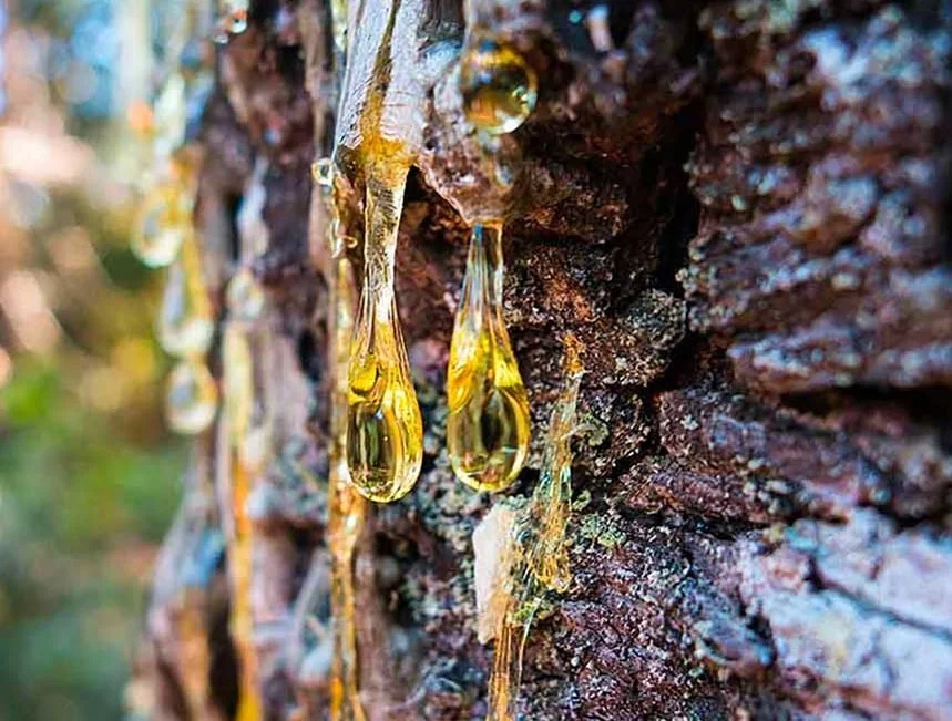 getah pinus untuk apa