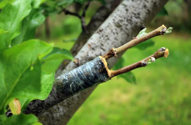 Mengenal Teknik Okulasi dan Sambung Tanaman: Panduan Lengkap