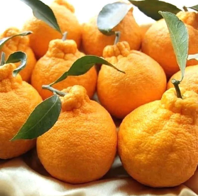 jeruk dekopon adalah