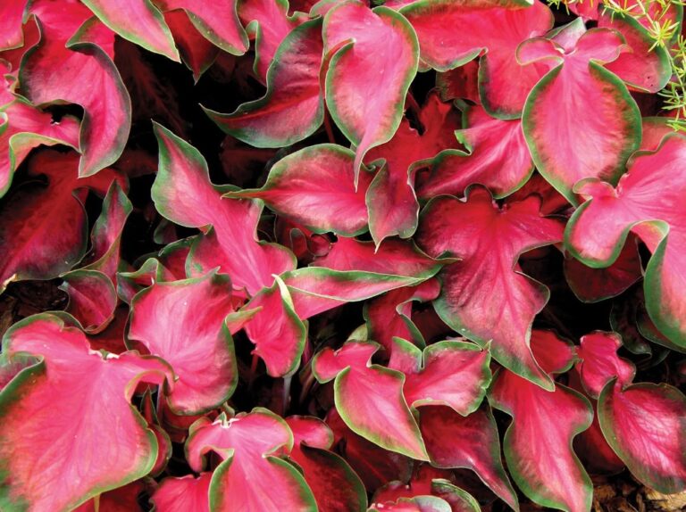 tetanam | Keladi / Caladium tetanam | Keladi / Caladium