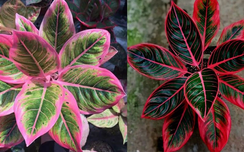 aglonema khanza dan lotus