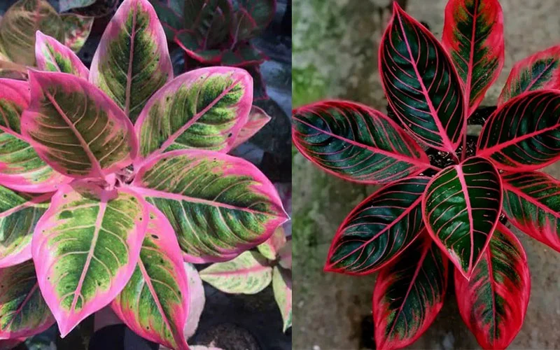 aglonema khanza dan lotus