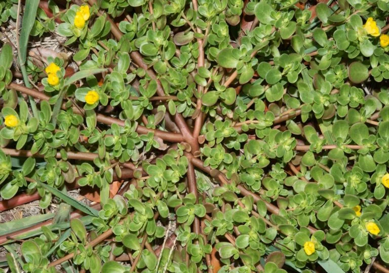 krokot