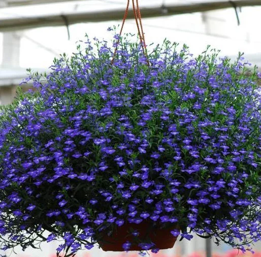 Lobelia Regatta