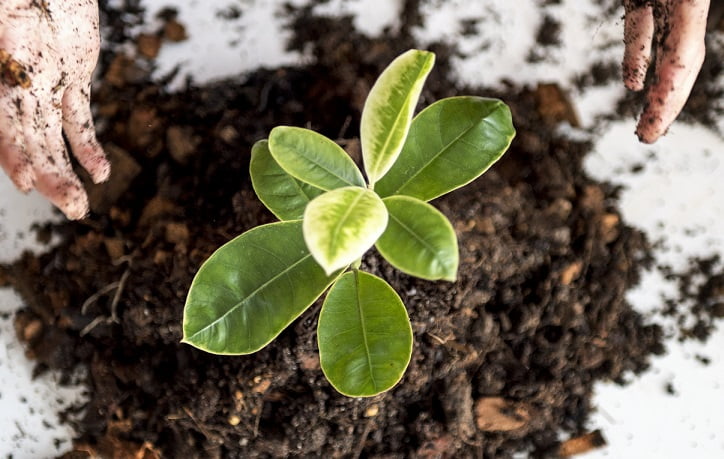 tetanam | 10 Fungsi Media Tanam untuk Tanaman media tanam