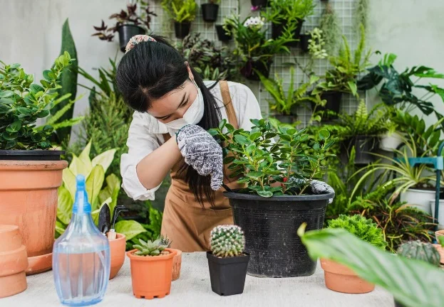 menanam tanaman hias di pot