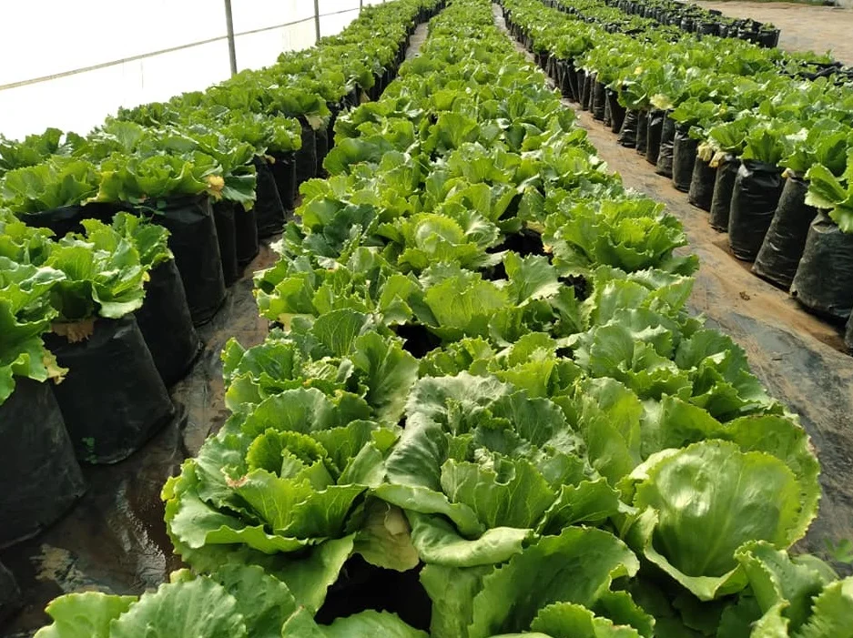 Menanam sayur di polybag