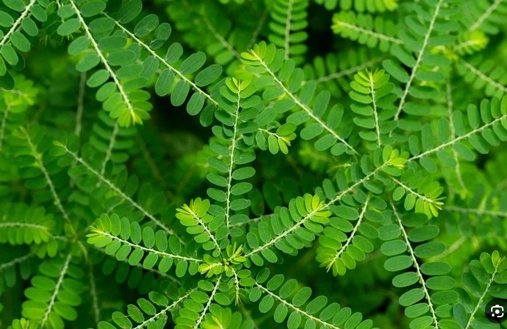 meniran