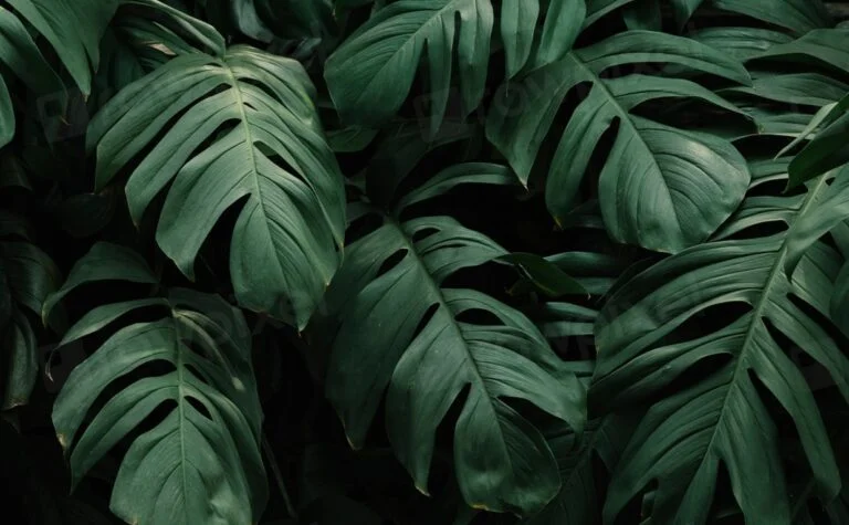 Tentang Philodendron