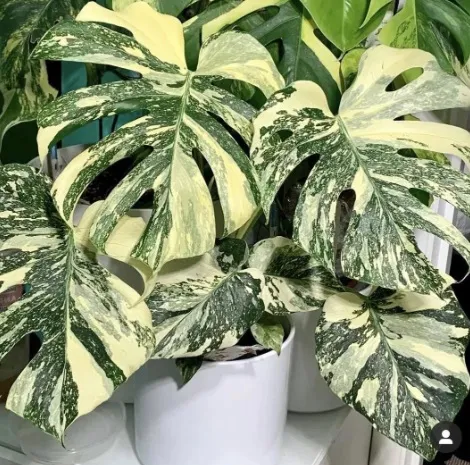 monstera thai constellation