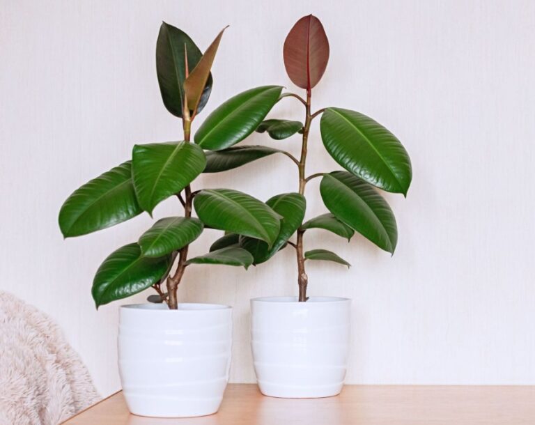 tetanam | Tanaman Pohon Indoor: Keindahan dan Manfaatnya untuk Hunian Anda tanaman pohon indoor