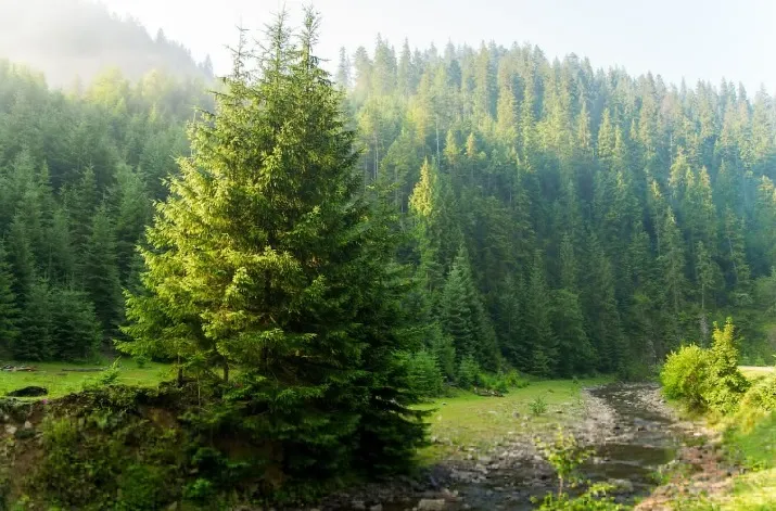 Pohon pinus
