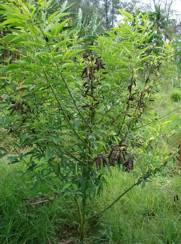 kacang gude
