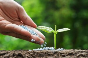 Pupuk: Fungsi, Jenisnya dan Tips Trik