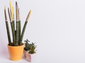 sansevieria Cilindrica