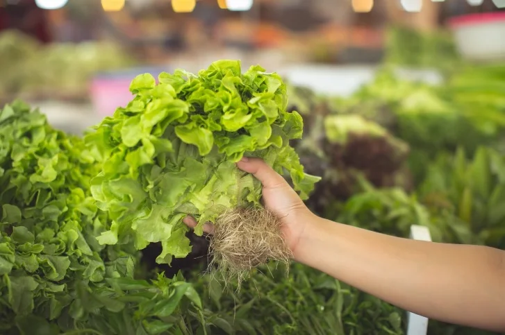 sayur lettuce