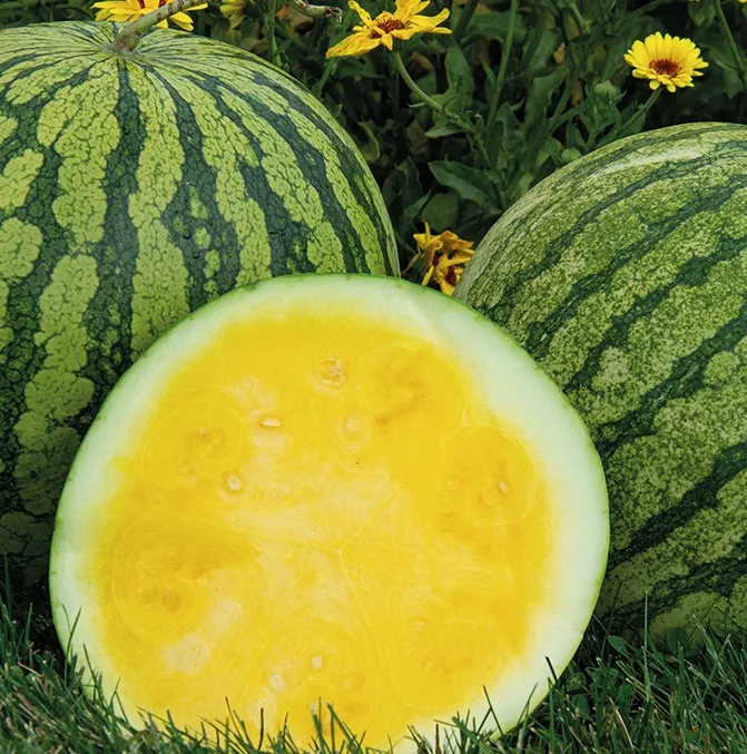 Semangka Yellow Crimson