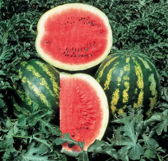 Semangka Red Crimson Sweet