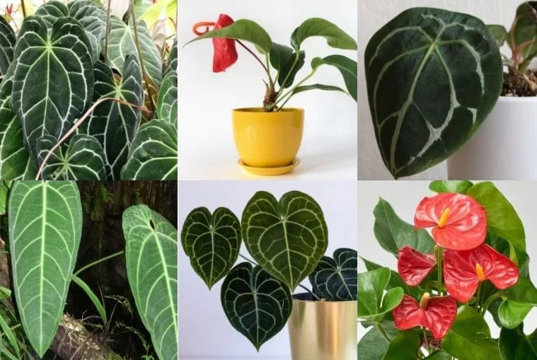 tanaman anthurium