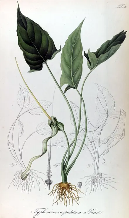 taksonomi keladi tikus