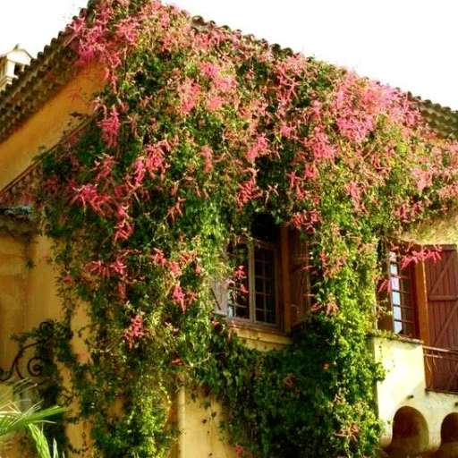 Antigonon leptopus