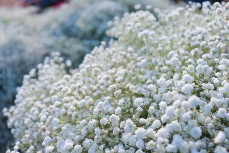 tetanam | Bunga Caspea: Keindahan Sederhana dan Memikat bunga caspea