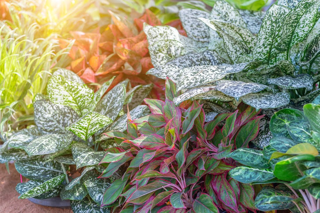 aglaonema