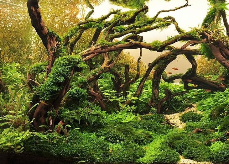 tetanam | Tanaman Aquascape : 6 Jenis Populer