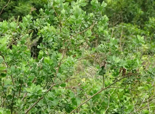 Pluchea indica