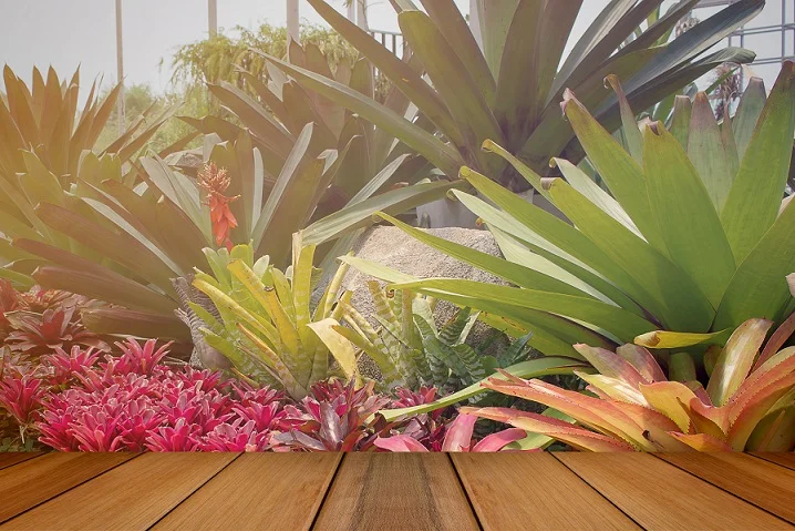 Tanaman Bromelia