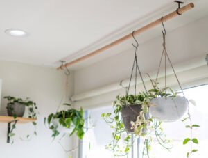 tetanam | 5 Bunga Gantung yang Mempercantik Teras Rumah Anda bunga gantung