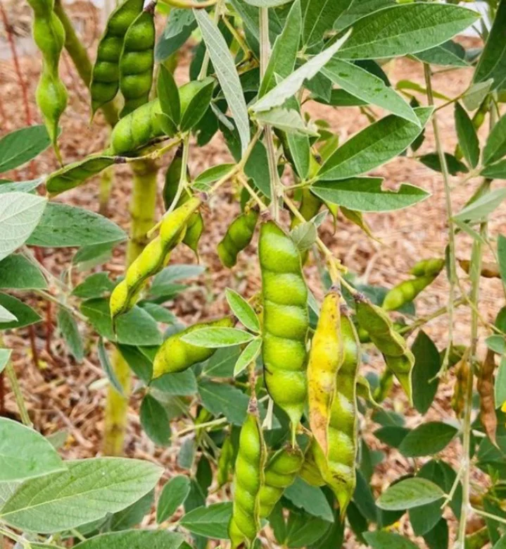 kacang gude