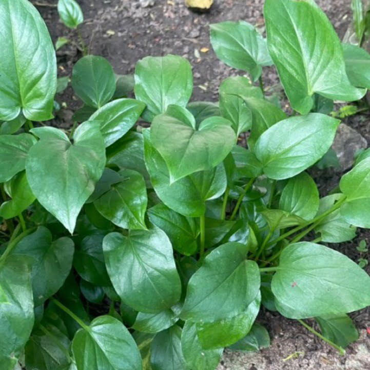 tanaman keladi tikus