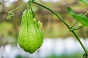 tetanam | Labu Siam: Sayuran Unik, Nutrisi Melimpah, Mudah Ditanam! tetanam | Labu Siam: Sayuran Unik, Nutrisi Melimpah, Mudah Ditanam!