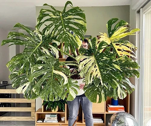 Monstera Thai Constellation