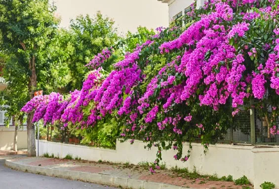Bougainvillea