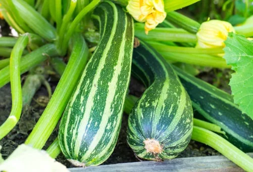sayur krai